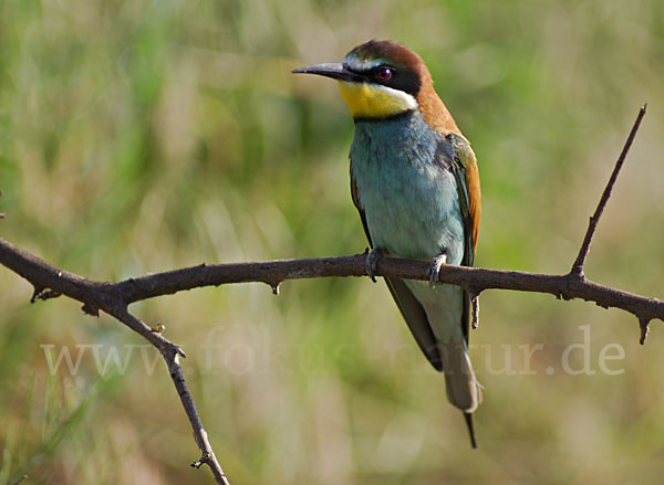 Bienenfresser (Merops apiaster)