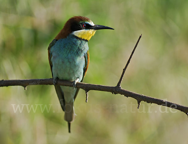 Bienenfresser (Merops apiaster)