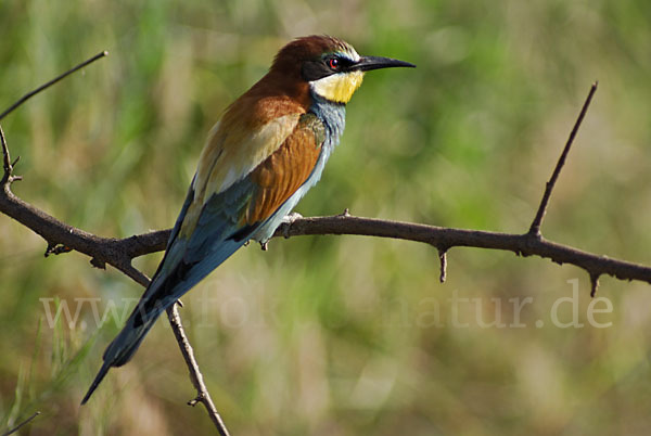 Bienenfresser (Merops apiaster)