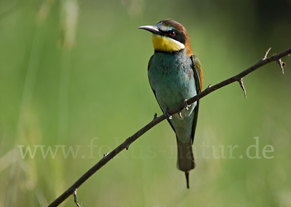 Bienenfresser (Merops apiaster)