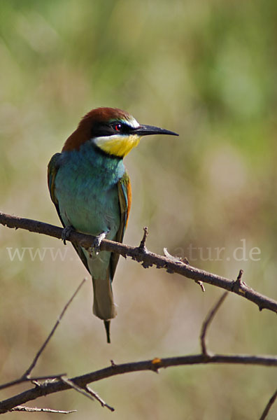 Bienenfresser (Merops apiaster)