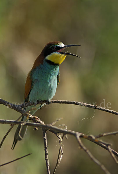 Bienenfresser (Merops apiaster)