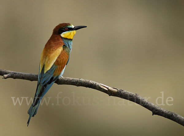 Bienenfresser (Merops apiaster)