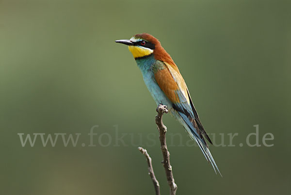 Bienenfresser (Merops apiaster)