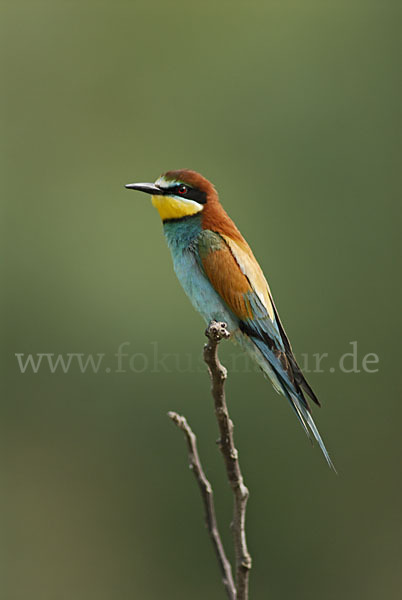 Bienenfresser (Merops apiaster)