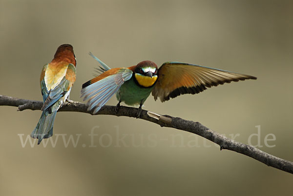 Bienenfresser (Merops apiaster)