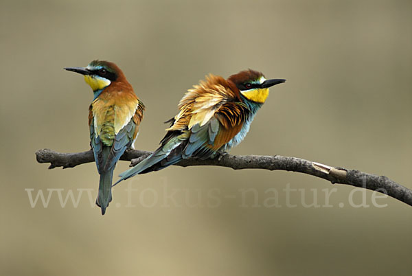 Bienenfresser (Merops apiaster)