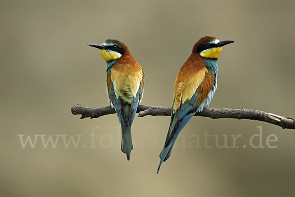 Bienenfresser (Merops apiaster)