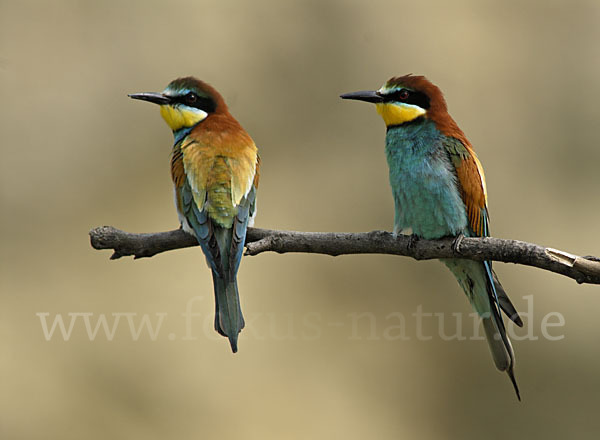 Bienenfresser (Merops apiaster)