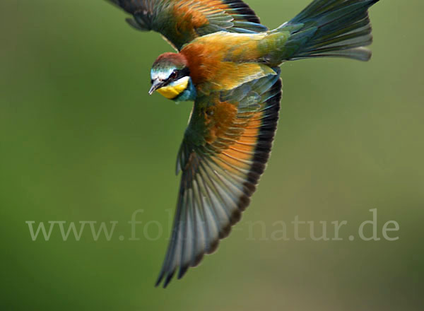 Bienenfresser (Merops apiaster)