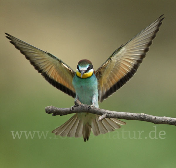 Bienenfresser (Merops apiaster)