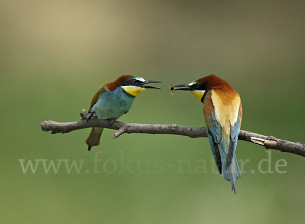 Bienenfresser (Merops apiaster)