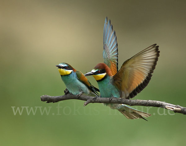 Bienenfresser (Merops apiaster)