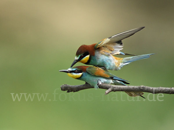 Bienenfresser (Merops apiaster)