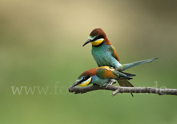 Bienenfresser (Merops apiaster)