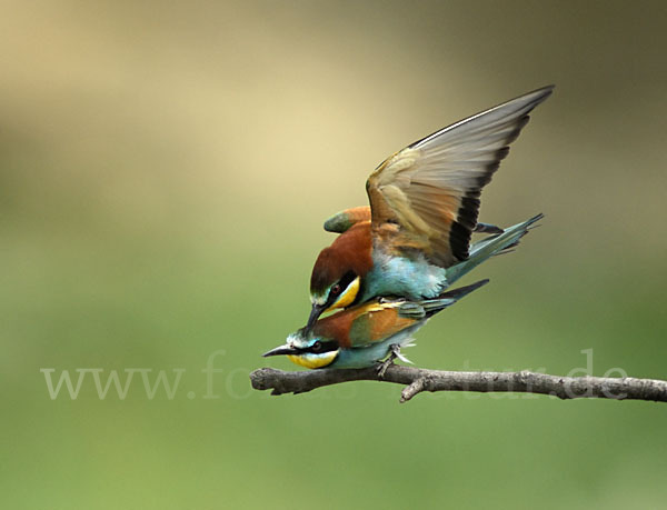 Bienenfresser (Merops apiaster)