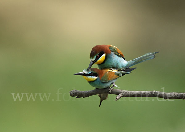 Bienenfresser (Merops apiaster)