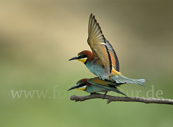 Bienenfresser (Merops apiaster)