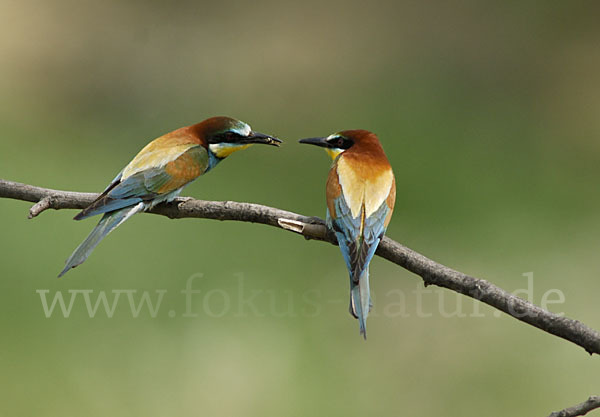 Bienenfresser (Merops apiaster)