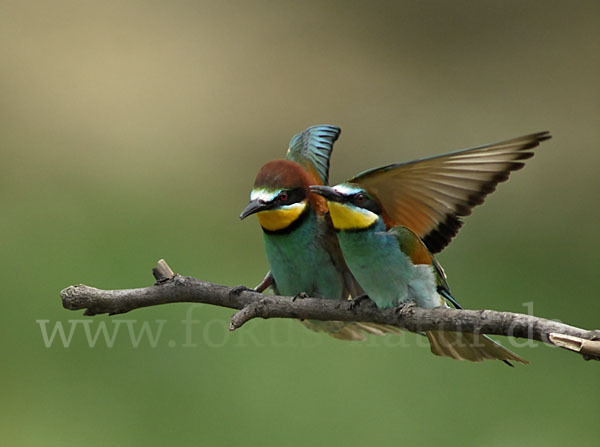 Bienenfresser (Merops apiaster)