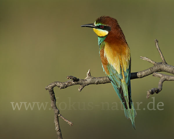 Bienenfresser (Merops apiaster)