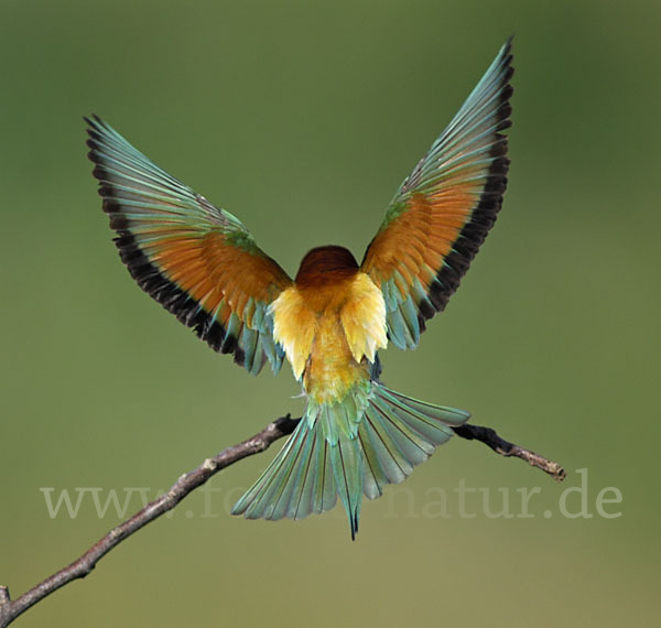 Bienenfresser (Merops apiaster)