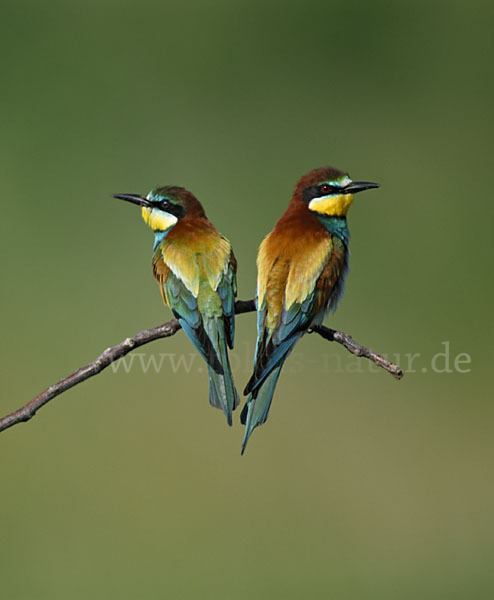 Bienenfresser (Merops apiaster)