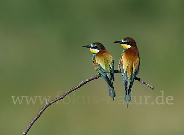 Bienenfresser (Merops apiaster)