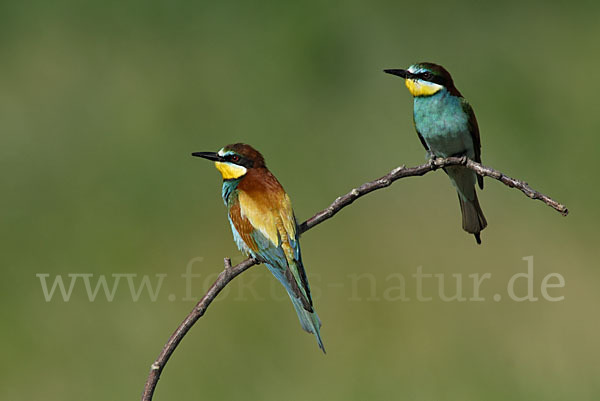 Bienenfresser (Merops apiaster)