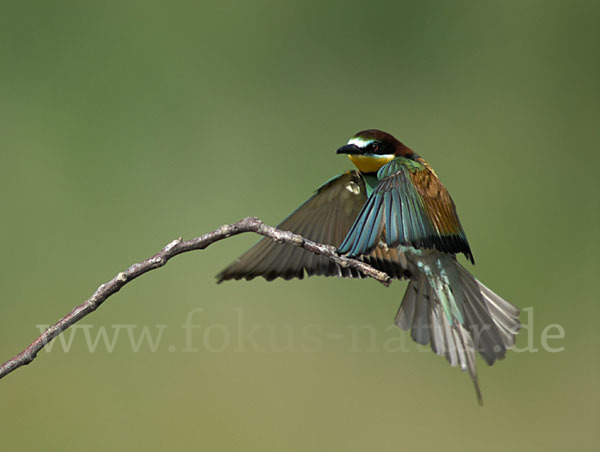 Bienenfresser (Merops apiaster)