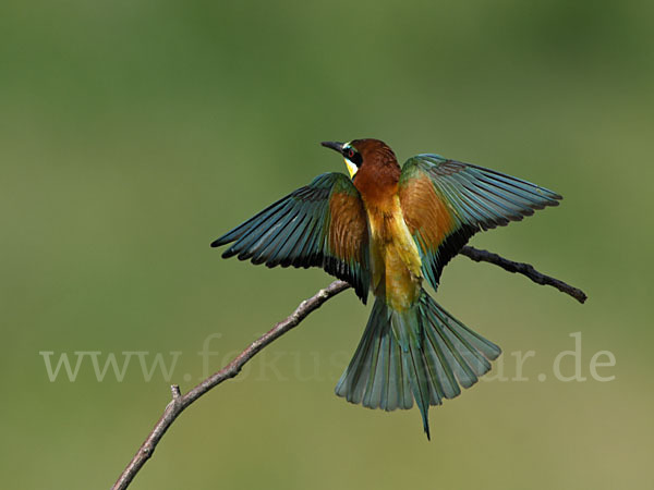 Bienenfresser (Merops apiaster)