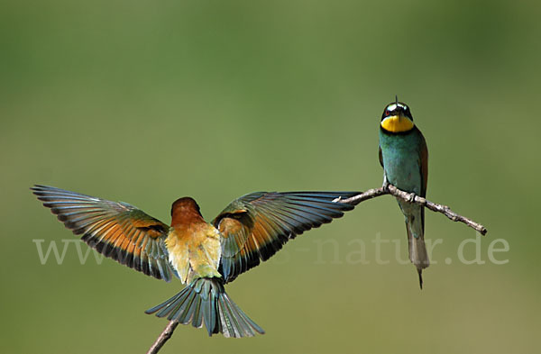 Bienenfresser (Merops apiaster)