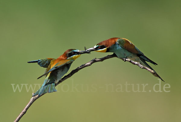 Bienenfresser (Merops apiaster)