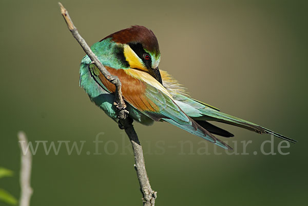 Bienenfresser (Merops apiaster)