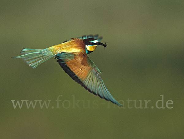 Bienenfresser (Merops apiaster)