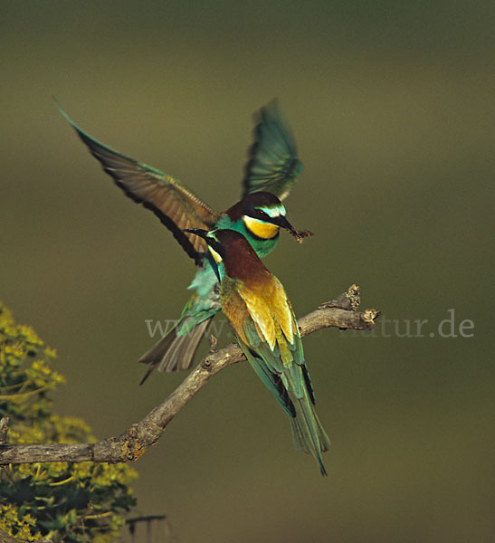 Bienenfresser (Merops apiaster)