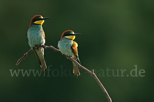 Bienenfresser (Merops apiaster)