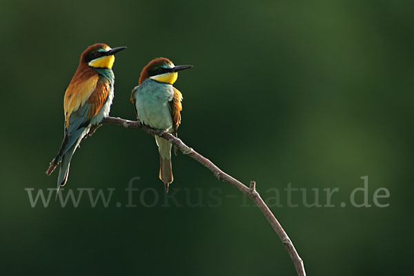 Bienenfresser (Merops apiaster)