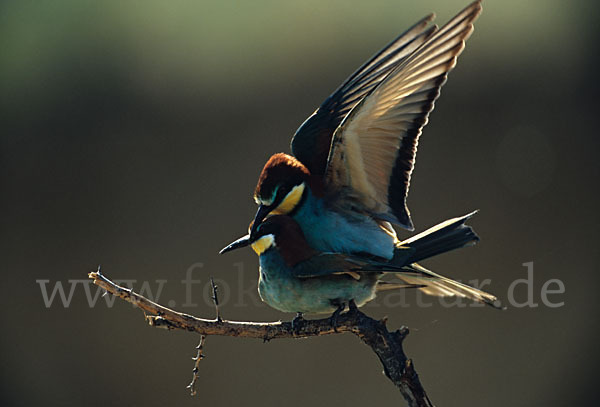 Bienenfresser (Merops apiaster)