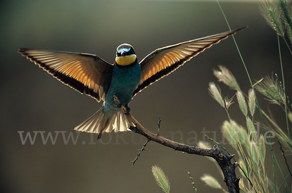 Bienenfresser (Merops apiaster)