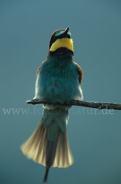 Bienenfresser (Merops apiaster)