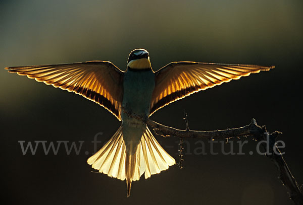 Bienenfresser (Merops apiaster)