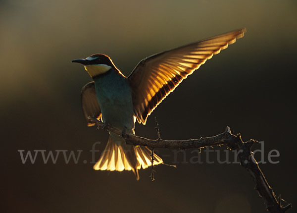 Bienenfresser (Merops apiaster)