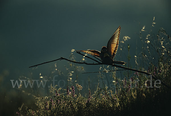 Bienenfresser (Merops apiaster)