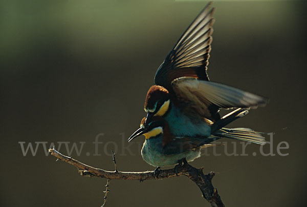 Bienenfresser (Merops apiaster)