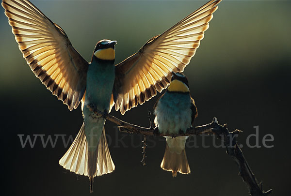 Bienenfresser (Merops apiaster)