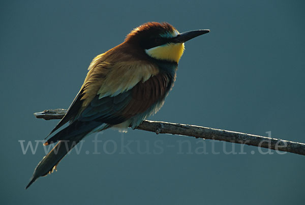 Bienenfresser (Merops apiaster)