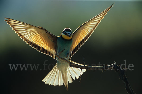 Bienenfresser (Merops apiaster)