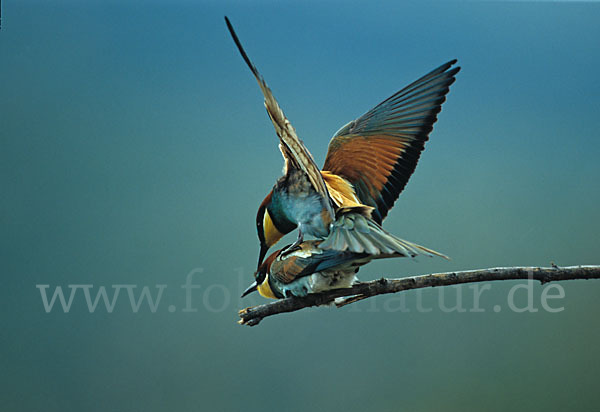 Bienenfresser (Merops apiaster)