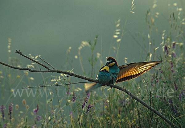 Bienenfresser (Merops apiaster)